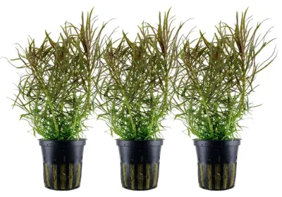 Produktbild von Aquarium Pflanze 3 Stück Pogostemon stellatus Wasserpflanze Tropica Nr.053G Set
