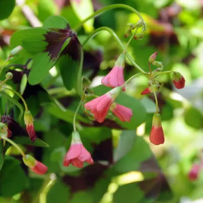 Productafbeelding van Oxalis IJzerkruis Collectie - 50 planten/bollen - Winterharde, meerjarige vaste planten - Grote klaverplanten voor de tuin - Bloembollen uit Nederland (geen zaden)