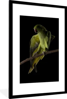Produktbild von MuchoWow® Gerahmtes Poster Papagei - Vogel - Zweig 60x90 cm - Poster mit Schwarzem Bilderrahmen Wandposter Rahmen Foto Bilder - Dekoration - Wandposter Wohnzimmer - Hochwertig
