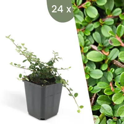 Produktbild von Plants by Frank | 24 Zwergmispel Pflanzen | Cotoneaster Prostratus 'Streib's Findling' | Bodendecker | Winterhart | Mehrjährig | Gartenpflanzen