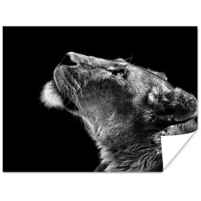 Produktbild von MuchoWow® Poster Löwe - Tiere - Schwarz und weiß 120x90 cm - Wandbild