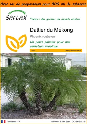 Image de SAFLAX Garden in the bag - Dattier du Mékong - 25 graines - Phoenix