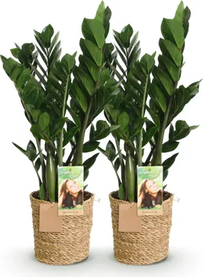 Obrázek produktu pro Zamioculcas – rostlina ZZ – 2 rostliny – 65–75 cm – 17 cm – snadno udržovatelná pokojová rostlina s lesklými tmavě zelenými listy – včetně košíku – elegantní ozdoba obývacích pokojů a pracovních prostor