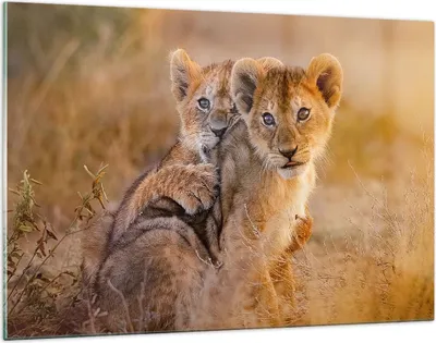 Produktbild von Bilder auf glas - Löwe Natur Tier - 120x80cm - Glasbilder - Wandbilder - Kunstdruck - zum Aufhängen bereit - Wanddekoration aus Glas - Glas Bilder - Wandbild auf Glas - Einteilig - GAA120x80-3480