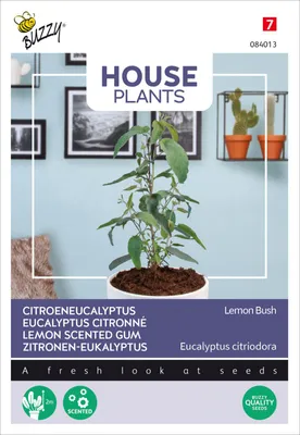 Artikelbild 2 von 'Eucalypthus Lemon Bush' aus der Kategorie Zimmer & Kübelpflanzen