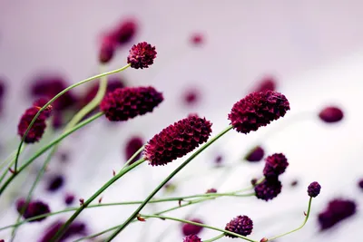 Produktbild von Fototapete - Floral Violet 375x250cm - Vliestapete