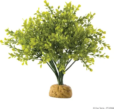 Obrázok produktu pre Hagen Exo Terra Boxwood