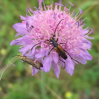 Produktbild von 6 x Acker Witwenblume - Knautia arvensis | Topf 9cm x 9cm
