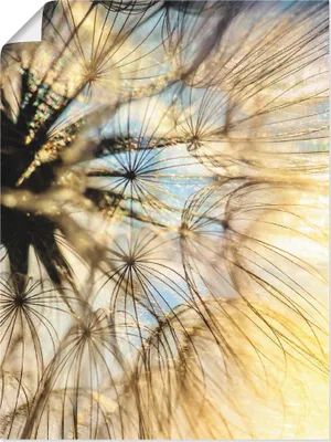 Produktbild von ARTland Poster Pusteblume Poesie Größe: 30x40 cm