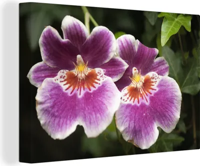 Obrázok produktu pre OneMillionCanvasses® - Obrazy na plátne - 140x90 cm, Divoká orchidea, nástenné umenie Print Wall Decoration