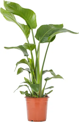 Zdjęcie produktu dla Bloomique - Strelitzia Nicolai - Roślina rajskiego ptaka - Kwiat rajskiego ptaka - Rośliny doniczkowe - Oczyszczające powietrze - Łatwe w utrzymaniu - Doniczka 21 cm - Wysokość 90-110 cm