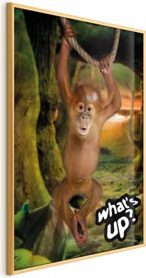 Produktbild von Posterpapier Poster - What's Up? 60x90 cm Für Kinder g-A-0203-ao-a