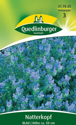 Produktbild von Quedlinburger Saatgut - Natternkopf Blau - Samen - 517825
