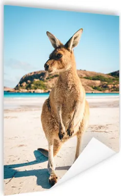 Produktbild von MuchoWow® Poster Känguru - Strand - Braun 80x120 cm - Papierdruck