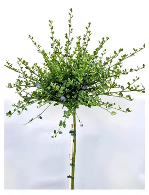 Produktbild von Ceanothus Impressus Säckelblume "Victoria" Hochstamm 100-125 cm hoch, winterhart, Freilandaufzucht