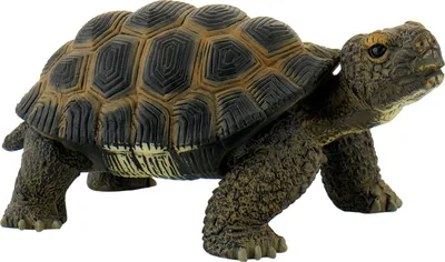 Produktbild von Bullyland 63553 - Landschildkröte 4007176635537