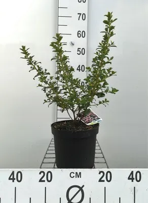 Immagine prodotto di Escallonia hybr. 'Apple Blossom' - Andenstrauch 40- 50 cm in contenitore