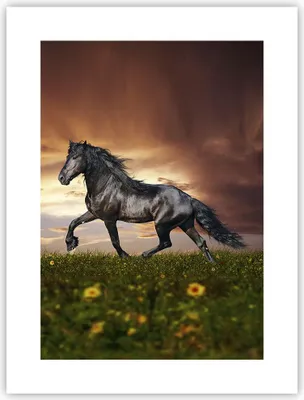 Produktbild von Poster - Poster ohne Rahmen - Pferd Tier Wiese - 30x40 cm - Wand Bild - Wanddeko - Wandbilder - Kunstposter - Wandposter - Bilder - Kunstdruck - Wanddekoration - Wandbild - P2XPA30x40-2608