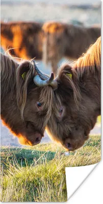 Produktbild von MuchoWow® Poster Schottische Highlander - Tiere - Sonne 40x80 cm - Dekoration