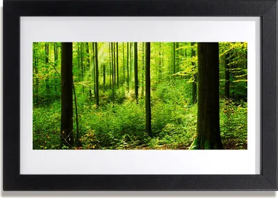 Produktbild von Bild 30x20 MDF-Rahmen Wandkunst Grüner Wald Bäume Natur