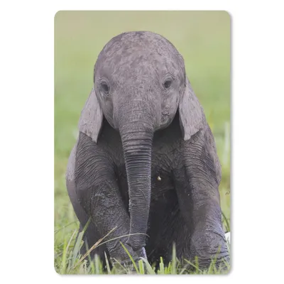 Produktbild von MuchoWow® Mauspad Mousepad Elefant - Baby - Tiere - Gras - Natur 40x60 cm - Mousepads - Maus Mat - Pad - Mausunterlage - Schreibtisch Accesoire