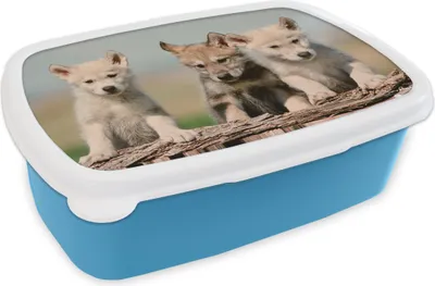 Produktbild von KitchenYeah® Lunchbox Brotzeit Brotdose 17x11 cm Wolf - Kind - Holz Kinder Brotzeitdose - Lunch - Kunststoff - Brotbüchse - Sandwichbox - Lunchbox für Kinder