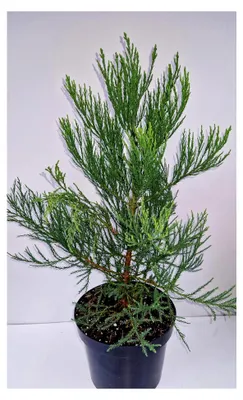 Produktbild von Immergrüner Mammutbaum Sequoiadendron giganteum, 40-50 cm hoch im 7,5 Liter Pflanzcontainer