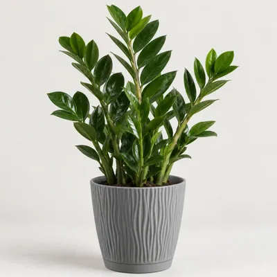 Productafbeelding van Prosperplast plantenpot - kunststof - steingrijs - diameter 13 cm x 12 cm hoog