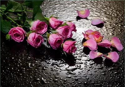 Produktbild von Wallario Fototapete Vliestapete, seidenmatte Oberfläche, einfache Verarbeitung, Größe 200 x 140 cm, Motiv Pinke Rosen mit Wassertropfen