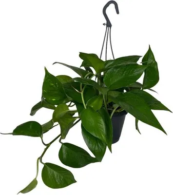 Productafbeelding van JUNAVERA Epipremnum pinnatum | 17 cm hangpot | tropische hangplant voor terrarium en woonkamer