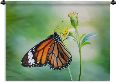 Produktbild von MuchoWow® Wandteppich Wandbehang Schmetterling - Blumen - Insekten 60x45 cm Tapisserie Dekoration Wandtuch - Das Schlafzimmer
