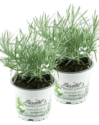 Produktbild von Enseleits 2x Currykraut Pflanze, Helichrysum angustifolia im Doppelpack 2 Pflanzen