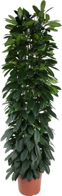 Produktbild von Everyplants Ficus Cyatistipula sloupec - 220 cm, Ø 40 cm
