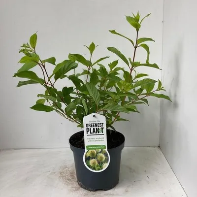 Immagine prodotto di Cephalanthus occidentalis - Cephalanthus | 30-40 cm in vaso