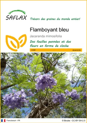 Image de SAFLAX  - Flamboyant bleu - 50 graines - Jacaranda