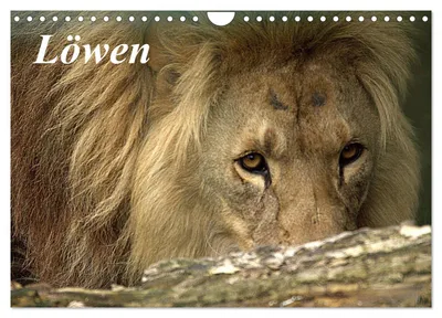 Produktbild von Löwen (Wandkalender 2027 DIN A4 quer), CALVENDO Monatskalender