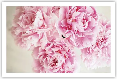 Produktbild von Poster - Poster ohne Rahmen - Pfingstrosen Blumenstrauß Blumen - 91,5x61 cm - Wand Bild - Wanddeko - Wandbilder - Kunstposter - Wandposter - Bilder - Kunstdruck - Wanddekoration - P2XAA91x61-4961