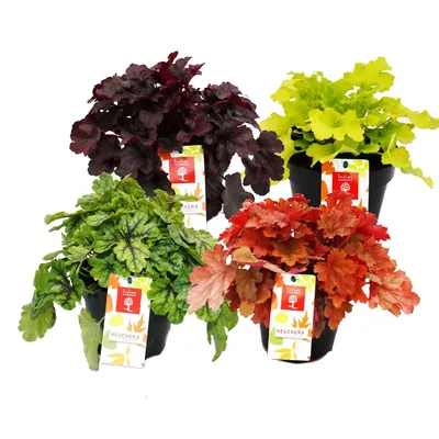 Obrázok produktu pre Odolný pôdny kryt - Heuchera mix - Babie leto - 4 ve?ké rastliny - Fialové zvon?eky
