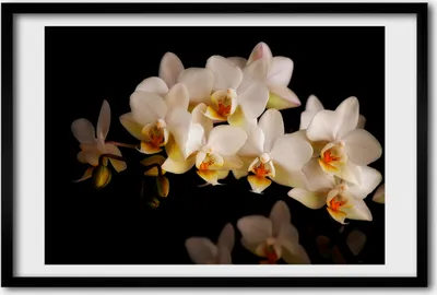 Produktbild von Bild 60x40 MDF-Rahmen, Wandkunst Orchidee
