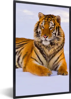 Produktbild von MuchoWow® Gerahmtes Poster Tiger - Schnee - Winter - Tiere 20x30 cm - Poster mit Schwarzem Bilderrahmen Wandposter Rahmen Foto Bilder - Drucken - Bilder Poster im Rahmen