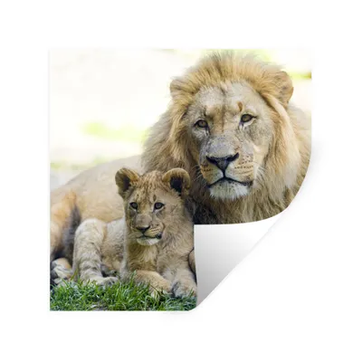 Produktbild von MuchoWow® Wandtattoo Wandsticker Wandaufkleber Löwe - Jungtier - Porträt 50x50 cm Selbstklebend und Repositionierbar - Selbstklebend - Fototapeten