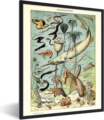 Produktbild von MuchoWow® Gerahmtes Poster Tiere - Meer 60x80 cm - Poster mit Schwarzem Bilderrahmen Wandposter Rahmen Foto Bilder - Premium - Wanddeko Wohnzimmer