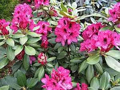 Produktbild von Rhododendron Hybride Mendosina® - Großblumige Alpenrose 30-40cm