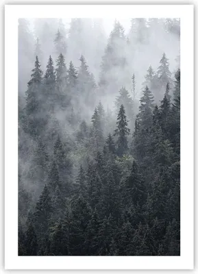 Produktbild von Poster - Poster ohne Rahmen - Wald Baum Natur - 50x70 cm - Wand Bild - Wanddeko - Wandbilder - Kunstposter - Wandposter - Bilder - Kunstdruck - Wanddekoration - Wandbild - P2XPA50x70-4074