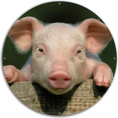 Produktbild von Wallario rundes Outdoor-Poster für Garten oder Balkon, Motiv Süßes Ferkel auf dem Bauernhof in Nahaufnahme, 60 cm Durchmesser