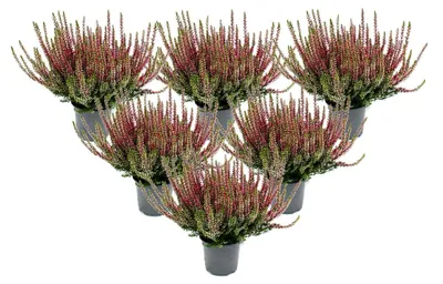 Produktbild von Calluna vulgaris - Set mit 6 Pflanzen - Besenheide - Heidepflanze - winterhart - 11cm Topf - rosa