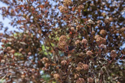 Produktbild von Physocarpus opulifolius 'All Black' ®, Blasenspiere, schwarzlaubig, 40–60 cm