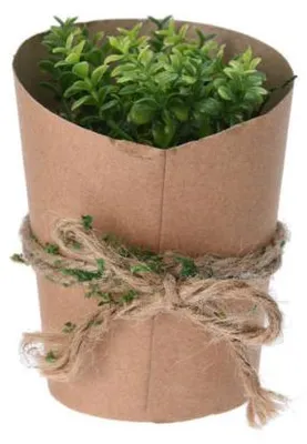 Image de Succulente en pot naturel, variante E