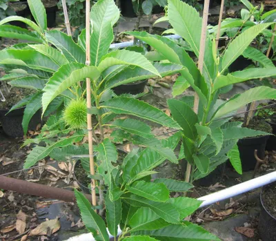 Produktbild von Esskastanie Marone Sämling - Castanea sativa