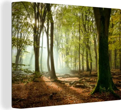 Zdjęcie produktu dla MuchoWow® - Obraz na płótnie - Las - Słońce - Pory roku - Krajobraz, obraz na ścianę, obrazy dekoracyjne do salonu, 80x60cm
